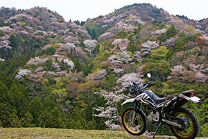[特別賞]山桜とセロー