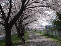 桜の日常