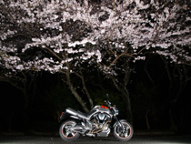 佐鳴湖公園の夜桜