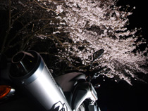佐鳴湖公園の夜桜２