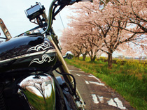 桜の映える道