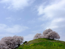 桜の丘を目指して