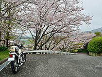雨上がりの桜坂