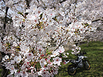 桜とセロー