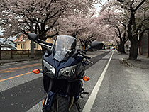 静かな桜並木の下