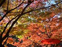 昇仙峡の燃える紅葉