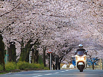 桜のトンネルを走る
