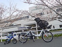 日本一の桜を見物