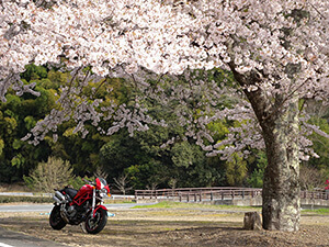 [入賞]桜