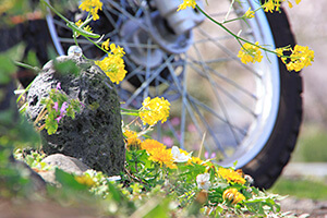 [入賞]足元に