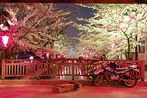 [入賞]夜桜見物