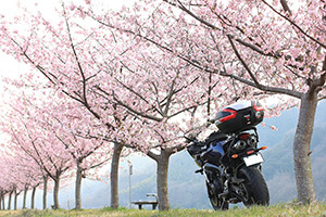 [入賞]河津桜
