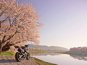 [入賞]春朝
