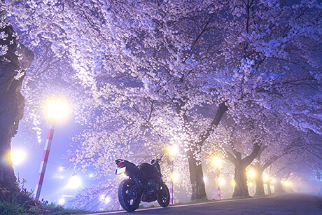 [大賞]幻桜