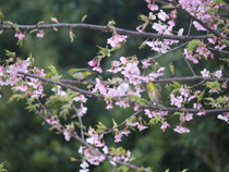 河津桜とメジロ２