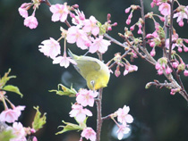 河津桜とメジロ