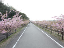 河津桜