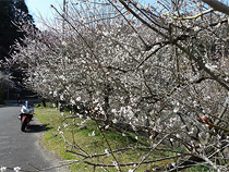 満開の梅が桜みたい