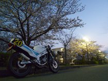 浜松・堀留運河の夜桜
