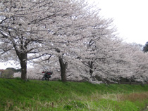 続く桜並木