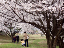 桜の木の下で