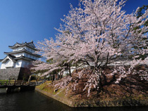 忍城に咲く