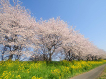 桜堤防