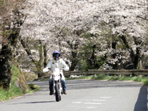 花見でブンブン