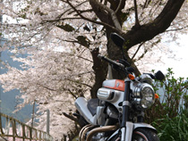 佐久間町の桜並木