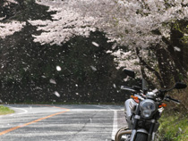 佐久間町の桜吹雪