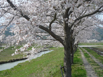 満開の桜