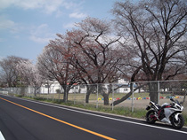 彩りはじめた桜と学校