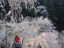 春爛漫