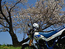 TW200とさくら