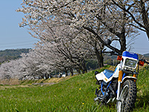 さくら並木