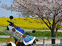 TWと桜と菜の花