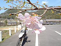 春一輪