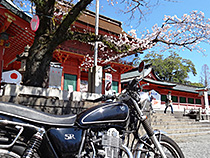 SRと桜