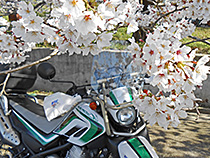 セロー君と桜