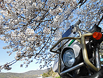 セロー君と桜
