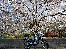 セロー君と桜