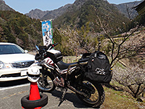 梅見