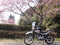 桜の下で