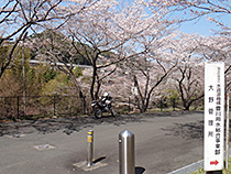 大野の桜