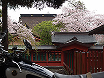 花曇の境内脇