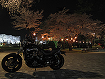 月曜の夜桜