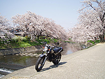 お花見穴場スポット