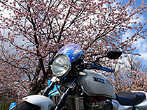 桜とＸＪＲ