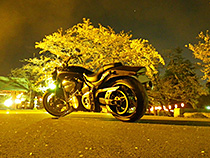 世桜
