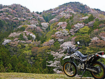 山桜とセロー